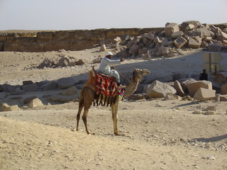 Camel rider, nomad, Egypt