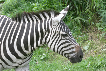 Fototapeta na wymiar Zebra Head