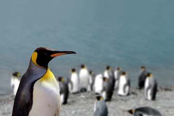 King Penguin