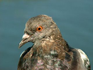 pigeon