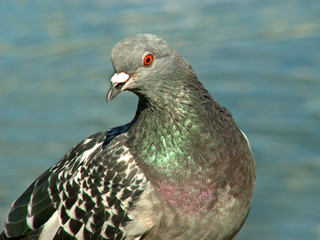 pigeon