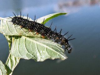 Caterpillar