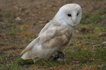Barn Owl