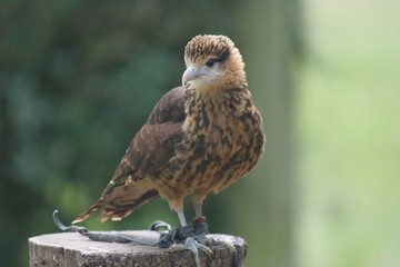 Yellow Headed Caracara