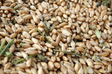 Grains de blé