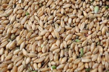 Grains de blé