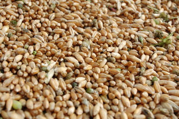 Fototapeta premium Grains de blé