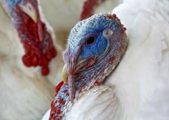 turkey - 4089088