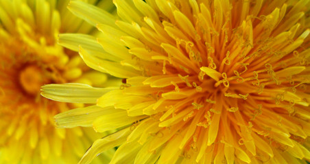 Yellow dandelion close-up