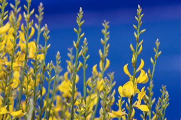 Fototapeta na wymiar yellow spanish broom spartium junceum on blue sky 