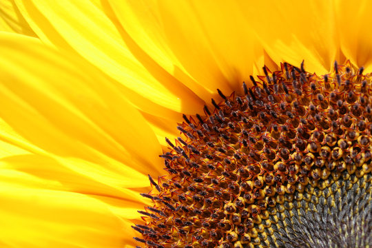 close up sunflower
