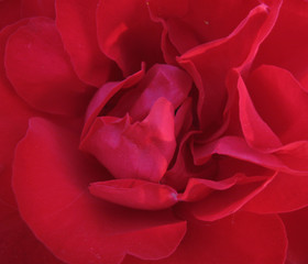 Naklejka premium Red rose close-up