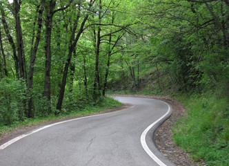 Fototapeta na wymiar Droga w lesie