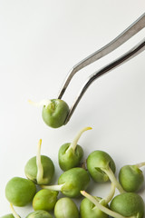 Biochemistry research. Germinated pea on tweezers.