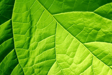 détail d'une feuille