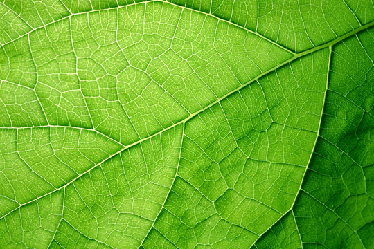 d&eacute;tail d'une feuille