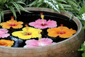 Hibiscus dans une vasque