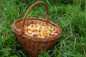 Wicker basket full of plums © Trombax