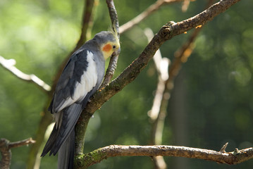 grey falcon-parakeet