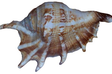 Shell on white background