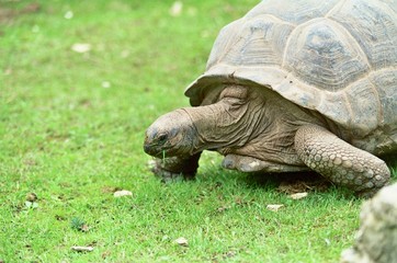 Fototapeta premium tortue