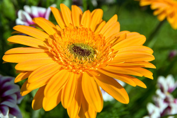 gerbera