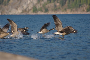 Canada Geese 3