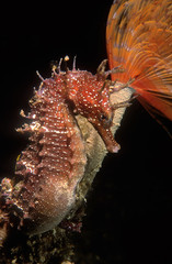cavalluccio marino