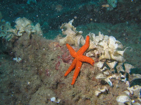 &eacute;toile
