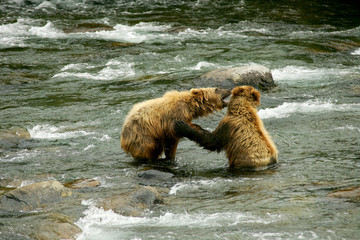 Fototapeta premium Grizzly bears 