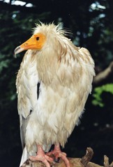 oiseau