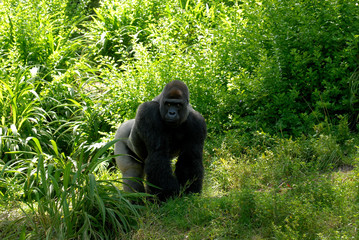 Gorilla