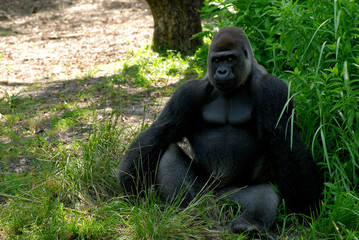 Gorilla