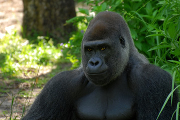 Obraz premium Gorilla