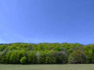Waldrand