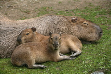 Wasserschweine