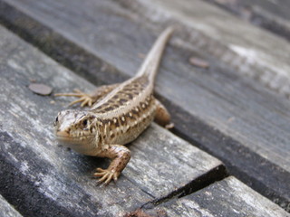 Lizard