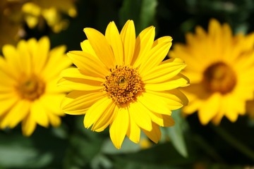 Yellow flower close-up