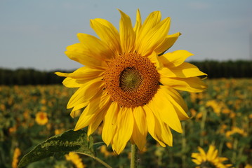 Fototapeta premium sunflower 