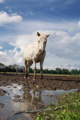 Fototapeta premium The horse and reflection