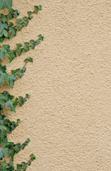 Ivy border