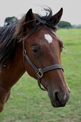 Obraz premium poulain echevelé