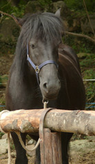 cheval merens