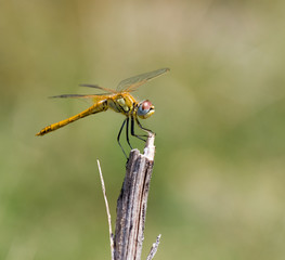 Dragonfly
