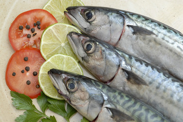 maquereaux à cuisiner