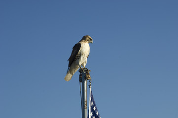 Hawk on flag