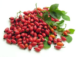 red fruits of wild rose