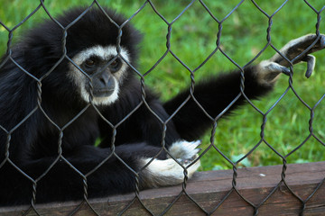 Scimmia in gabbia