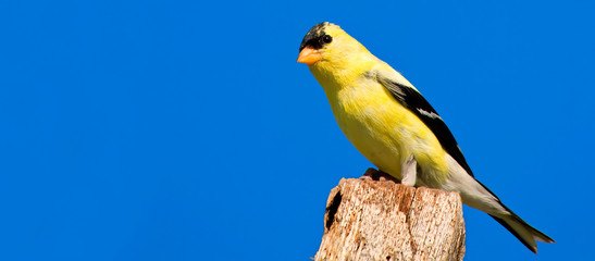 American Goldfinch