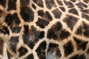 giraffe - wild safari